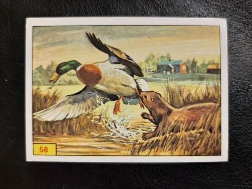 Figurine Panini Birds Sticker #58 (1979)