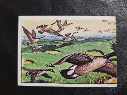 Figurine Panini Birds Sticker #56 (1979)