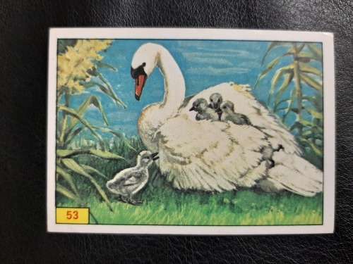 Figurine Panini Birds Sticker #53 (1979)