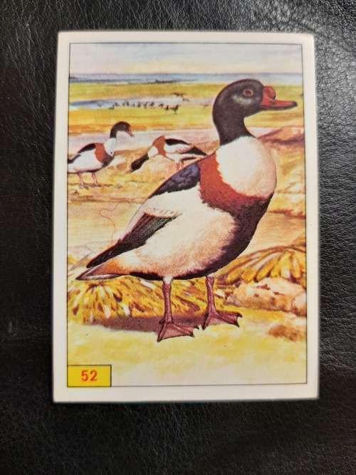 Figurine Panini Birds Sticker #52 (1979)