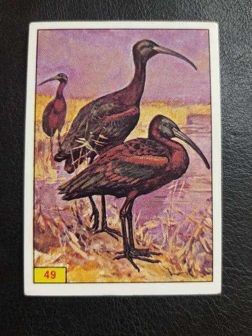 Figurine Panini Birds Sticker #49 (1979)