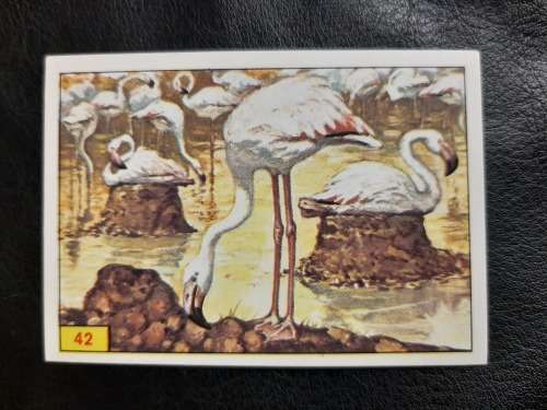 Figurine Panini Birds Sticker #42 (1979)