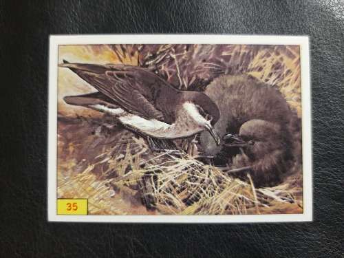 Figurine Panini Birds Sticker #35 (1979)