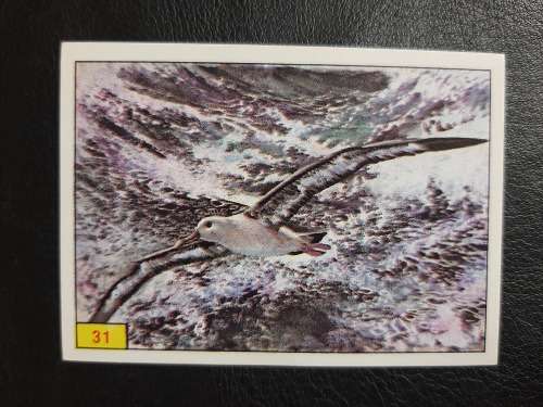 Figurine Panini Birds Sticker #31 (1979)