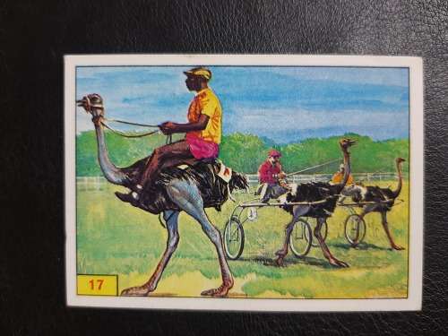 Figurine Panini Birds Sticker #17 (1979)