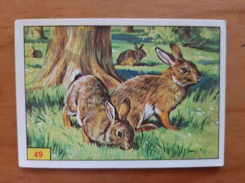 Figurine Panini Mammals Sticker #49 (1978)