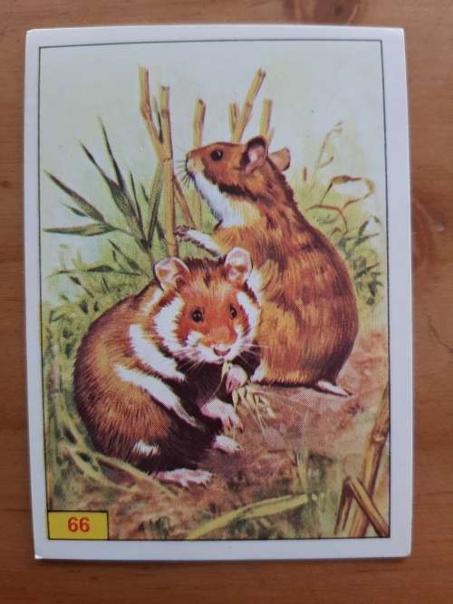 Figurine Panini Mammals Sticker #66 (1978)