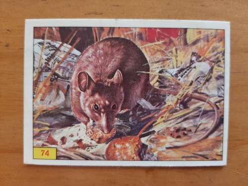 Figurine Panini Mammals Sticker #74 (1978)