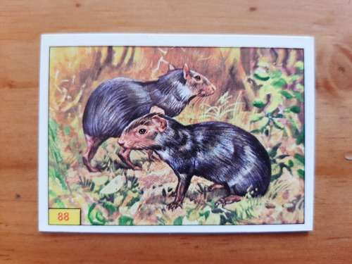 Figurine Panini Mammals Sticker #88 (1978)