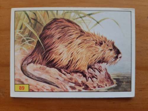 Figurine Panini Mammals Sticker #89 (1978)
