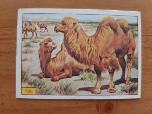 Figurine Panini Mammals Sticker #125 (1978)