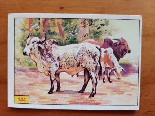 Figurine Panini Mammals Sticker #144 (1978)
