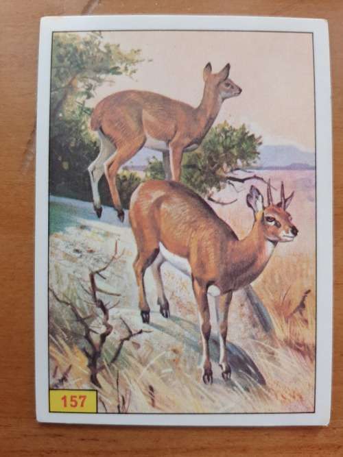Figurine Panini Mammals Sticker #157 (1978)