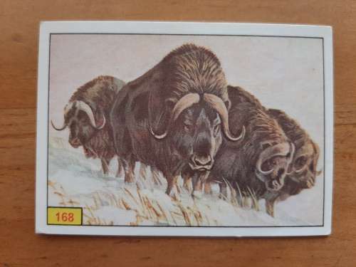 Figurine Panini Mammals Sticker #168 (1978)