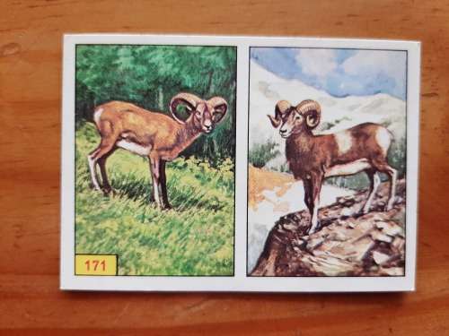 Figurine Panini Mammals Sticker #171 (1978)