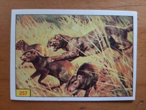 Figurine Panini Mammals Sticker #257 (1978)