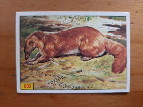 Figurine Panini Mammals Sticker #283A (1978)
