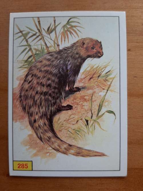 Figurine Panini Mammals Sticker #285 (1978)
