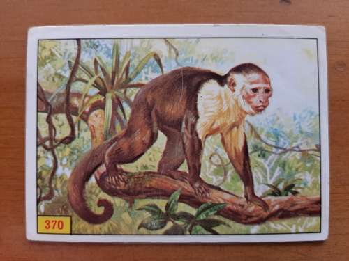Figurine Panini Mammals Sticker #370 (1978)