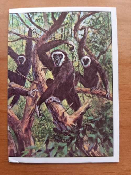 Figurine Panini Mammals Sticker #387 (1978)