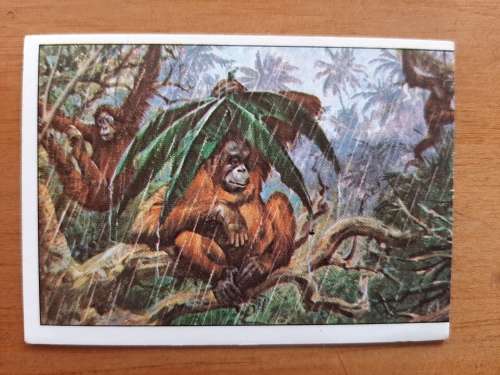 Figurine Panini Mammals Sticker #388 (1978)