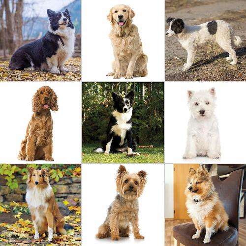 Wahl Clipper Pet-Pro Pet Clipper Dog Grooming Kit for Small/Large Dogs, Thick Coats, Heavy Duty, Cat