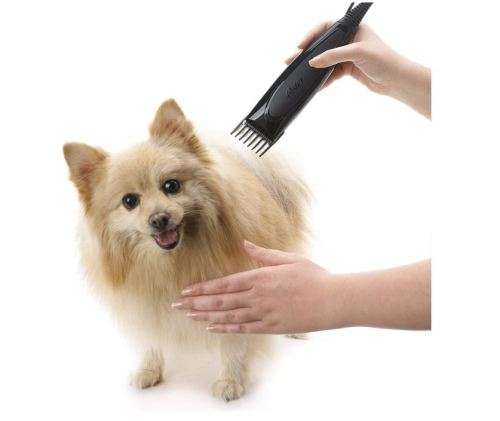 Pets at home clippers store