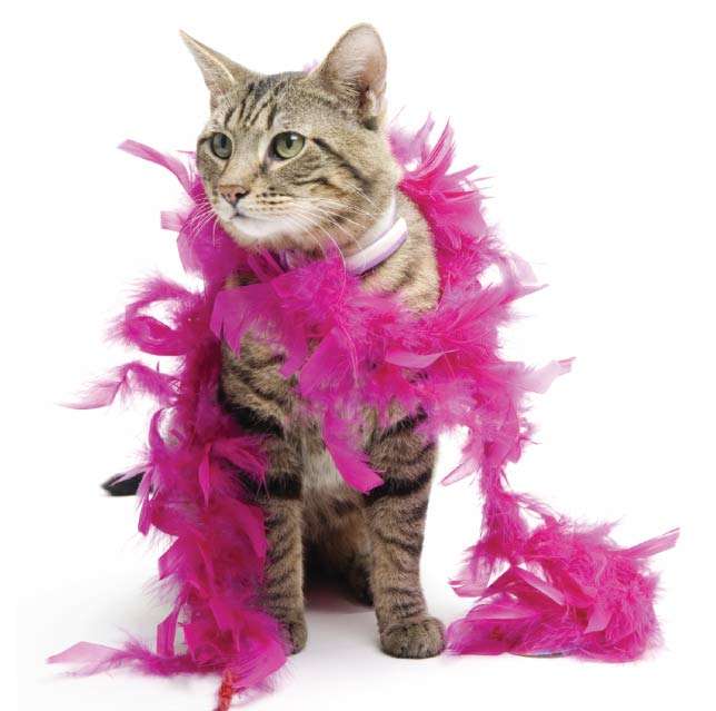 Feather Boa's - extra length in all colours!!
