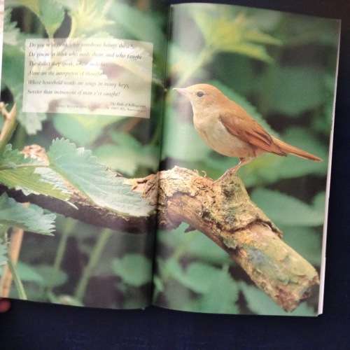 Birdwatching by Van Den Berg, Van Der Have, keijl , Mitchell, First Edition