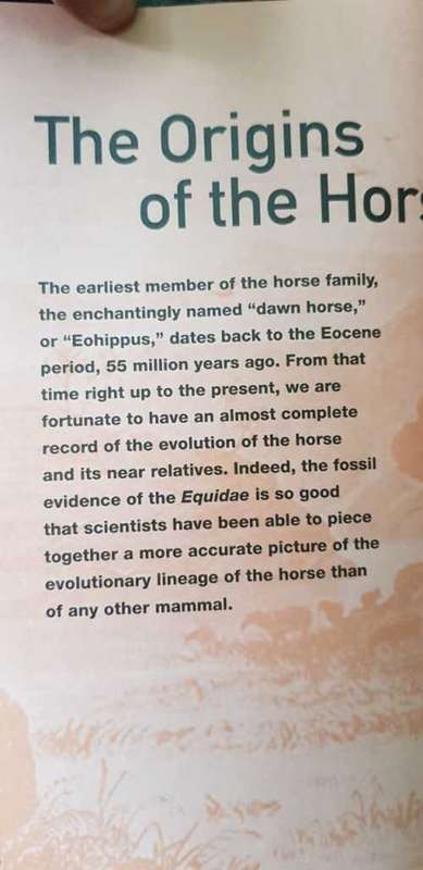 The Horse with Ian Whitelaw  A miscellany of Equine Knowledge  Forward by William Steinkraus The Ori