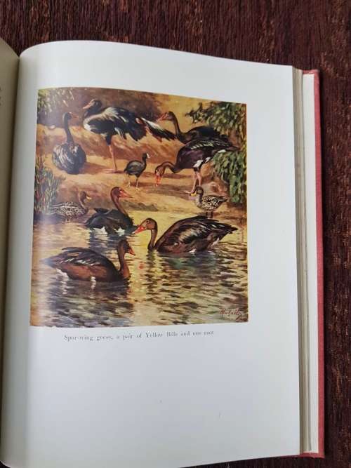 The Birds of the Gauntlet, First Edition 1952 by H. Von Michaëlis Book designed by Ken Williamson