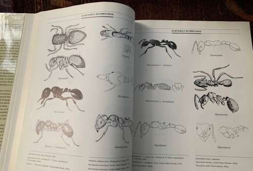 The Ants. First Edition by Bert Höldobler and Edward O. Wilson