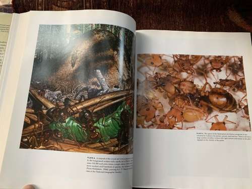 The Ants. First Edition by Bert Höldobler and Edward O. Wilson