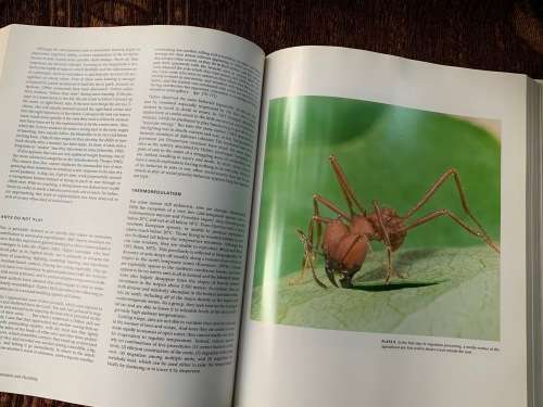 The Ants. First Edition by Bert Höldobler and Edward O. Wilson