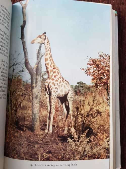 Lightest Africa, First Edition by F. Spencer Chapman,