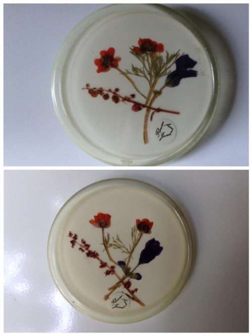 Vintage framed pressed flowers.
