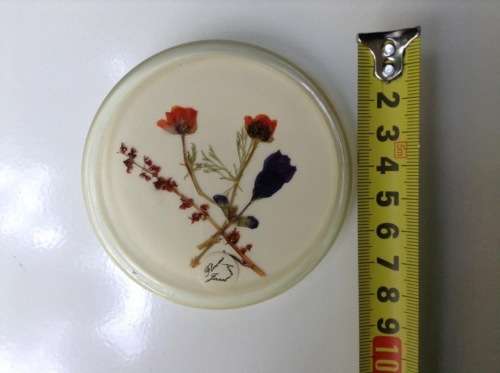 Vintage framed pressed flowers.