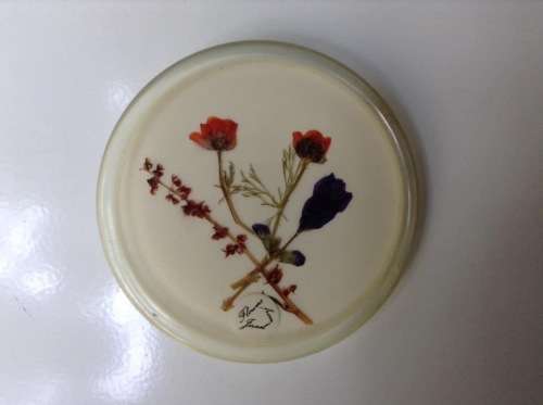 Vintage framed pressed flowers.