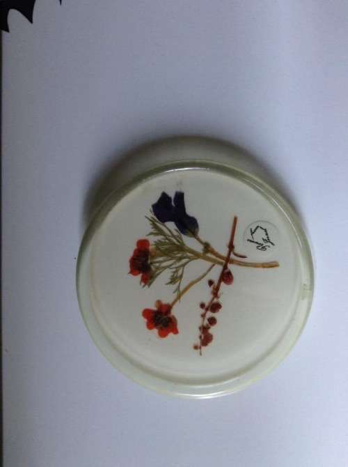 Vintage framed pressed flowers.