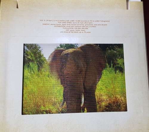 SAFARI PHOTICULAR Dan Kainen Carol Kaufmann