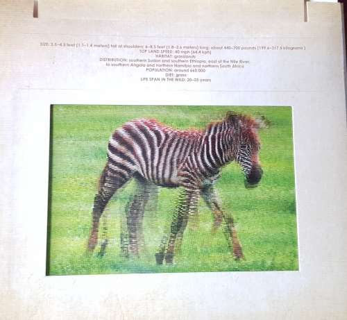 SAFARI PHOTICULAR Dan Kainen Carol Kaufmann