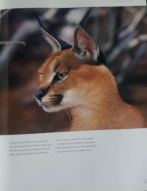 The ultimate wildlife of Southern Africa