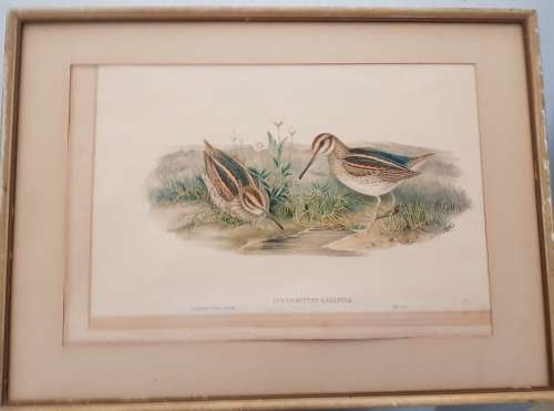Gould,Jack Snipe, Lymnocryptes Gallinula, hand-coloured lithograph c1873.