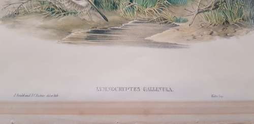 Gould,Jack Snipe, Lymnocryptes Gallinula, hand-coloured lithograph c1873.