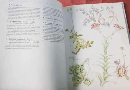 Succulents of the Transvaal by David Hardy, paintings by Anita Fabian