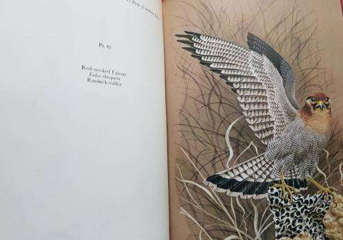 Calburn Birds of Southern Africa  Paintings, field sketches and field notes.