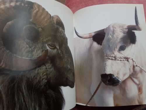 Snowdon Public Appearances 1987-1991, First Edition