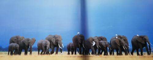 African Wildlife Exposed coffee table book hardcover, Signed