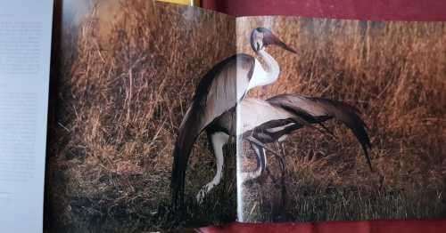 Earth Ark Signed Rare copy illustrations