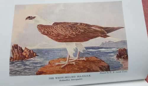 Birds of Singapore and South East Asia by Sir John A.S. Bucknill